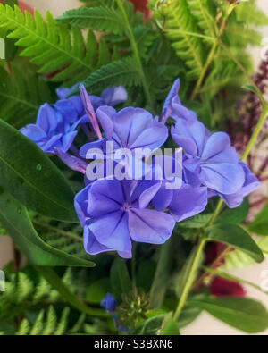 Blaue Plumbago Blüten gegen grünes Laub Stockfoto