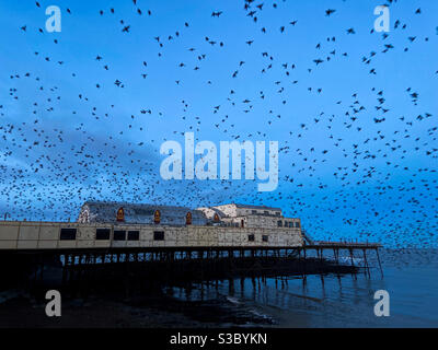 Aberystwyth, West Wales, Großbritannien. Dienstag, 22. Dezember 2020. News: An einem kalten Dezembermorgen brachen Tausende von Staren unter dem Royal Pier aus. Bildnachweis ©️ Rose Voon / Alamy Live News. Stockfoto