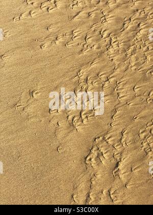 Möwe Fußabdrücke im Sand an einem Strand in Südkalifornien. Stockfoto