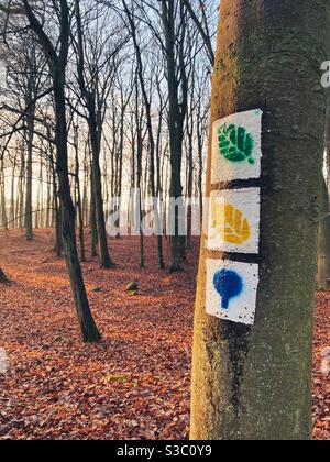 UNESCO-Naturdenkmal Buchenurwald Grumsin, Brandenburg, Deutschland Stockfoto