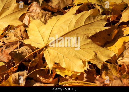 Großes gelb gefallenes Ahornblatt auf Herbsthintergrund beleuchtet Bei der Sonne Stockfoto