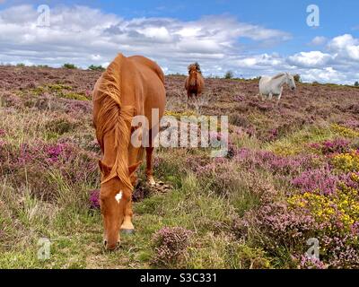 Wilde Ponys grasen auf dem Moor in Devon UK auf Ein Sommernachmittag Stockfoto