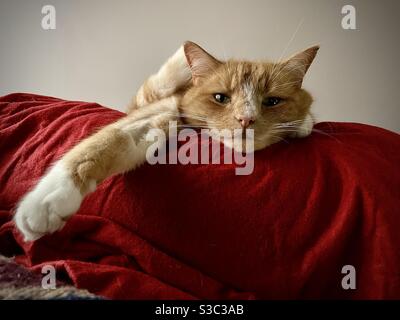 Katze sieht gelangweilt aus und starrt auf die Kamera, wobei das Kinn auf einem roten Kissen ruht Stockfoto