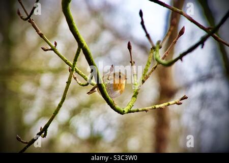 Der Europäische Rotbarsche (Erithacus rubecula), einfach als Rotbarbe oder Rotbarbe bekannt Stockfoto