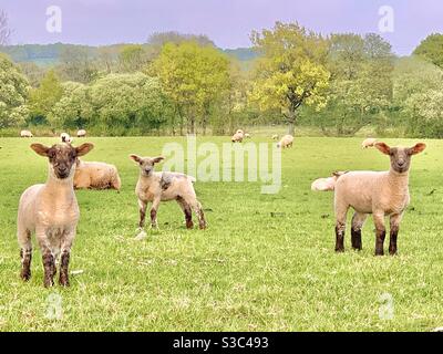 Drei englische Frühlingslämmer auf einem Feld im Somerset Landschaft mit Blick auf die Kamera Stockfoto