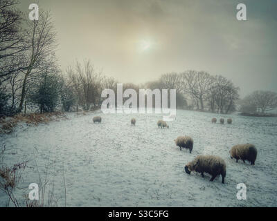 Schafe weiden in schneebedeckten Feld, Adlington in Lancashire Stockfoto