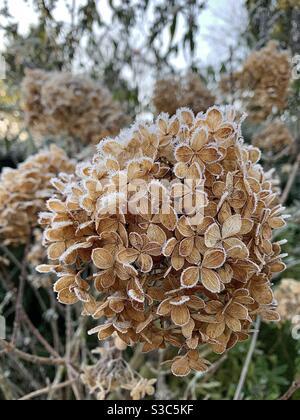 Frost auf toten und verblassten braunen Hortensienblütenkopf im Winter Cottage Garden, England Stockfoto