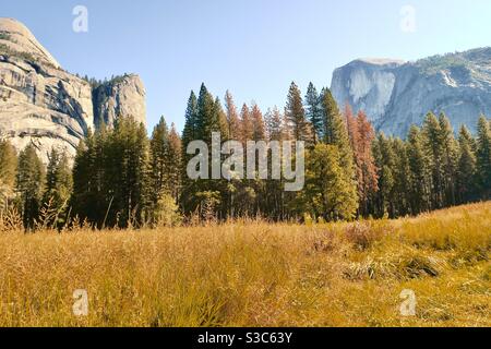 Goldenes Herbstlicht auf den wilden Gräsern und Bäumen zwischen zwei riesigen Granitmonolithen im Merced River Valley, Yosemite National Park in Kalifornien, USA. Herbst 2019. Stockfoto