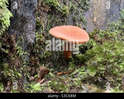 Cute winzig wilden Pilz wächst an der Basis aus einem Moos bedeckte trockene Steinwand auf einem feuchten kalten Winter Tag in Somerset UK Stockfoto