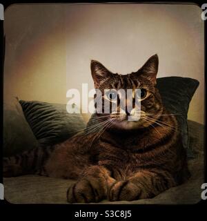 Die Katze auf dem Bett sah laut aus oder war besorgt Stockfoto