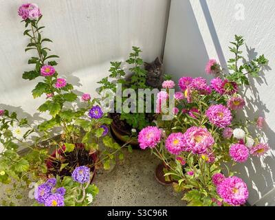 4 Monate altes blaupersisches Kätzchen, das in einem Blumentopf sitzt, umgeben von blühenden Pfingstrosen. Stockfoto