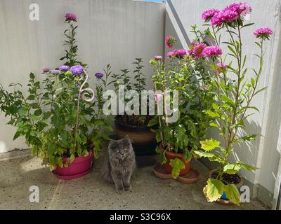 4 Monate altes blaupersisches Kätzchen, das auf einem Balkon inmitten blühender Pfingstrosen sitzt. Stockfoto