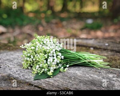 Maiglöckchen auf einem Holzbalken Stockfoto