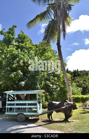 Große Ochse ziehen kleine Holzhütte auf Rädern auf den Seychellen Stockfoto