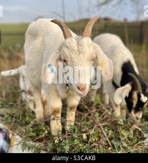 Streetgoat bristol Stockfoto