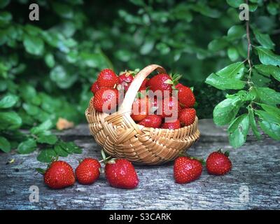 Holzkorb mit Erdbeeren gefüllt Stockfoto