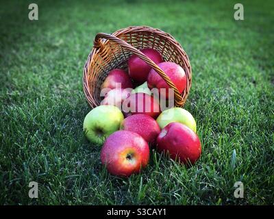 Rote und gelbe Äpfel in einem verschütteten Holzkorb Stockfoto