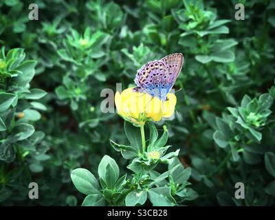 Bunte Schmetterling ruht auf einer gelben Blume Stockfoto