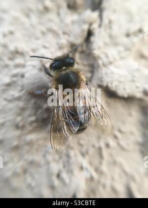 Makro einer Honigbiene auf einer Stuckwand Stockfoto