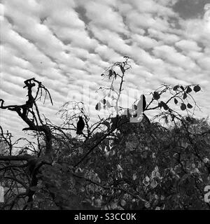 Silhouetten von zwei Krähen auf einem Baum gegen eine trübe Himmel Stockfoto