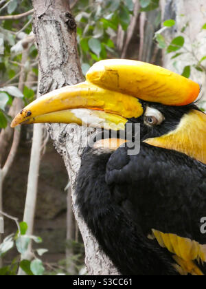 Ein großer Hornschnabel Vogel Seitenprofil, wie es sitzt auf Ein Baumzweig Stockfoto