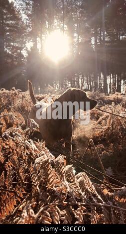 Ein arbeitend Labrador Retriever Hund in einer Waldumgebung während Ein Landshooting Stockfoto