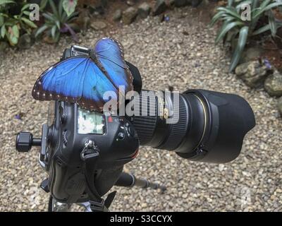 Ein blauer Morpho-Schmetterling, Morpho peleides, ruht auf einer Kamera in einem Schmetterlingshaus in Belize. Stockfoto