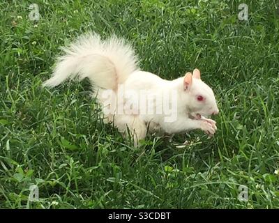 Ein Albino-Eichhörnchen auf der Nahrungssuche im Gras. Stockfoto
