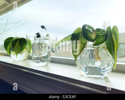 Stecklinge aus den Pflanzen im Wasser auf der Fensterbank. Stockfoto