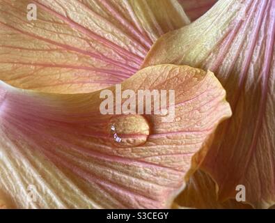 Hibiskus Blütenblätter mit einem Regentropfen Stockfoto
