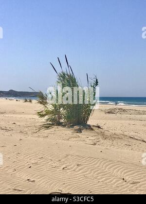 Wilde Seegräser wachsen am sonnigen Sandstrand an Die südtürkische Küste im Sommer Stockfoto