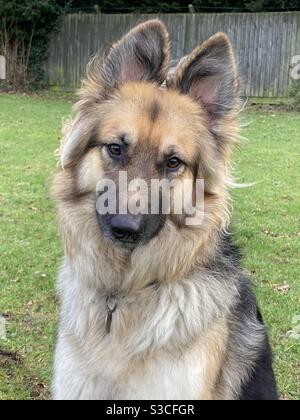 Langhaarige Schäferhund Stockfoto