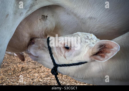 Baby weiße Kuh stillen von seiner Mutter während der lokalen Landmesse. Stockfoto