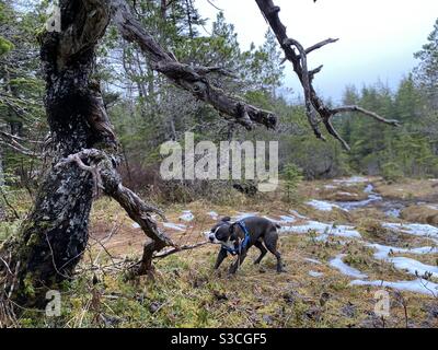 Welpen gegen Baum Stockfoto