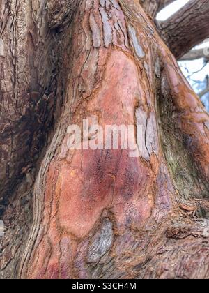 Nahaufnahme der Rinde eines Dawn Redwood Baumes. Stockfoto