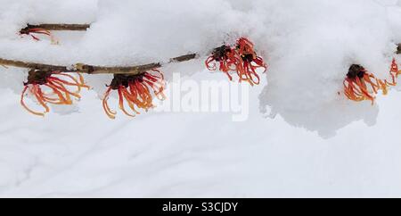 Hexe Hazel im Schnee Stockfoto