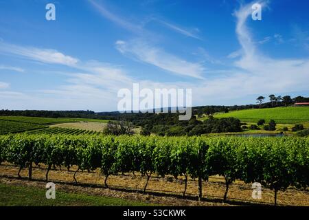 Blick über die Reben auf einem Weinberg in Margaret River Westaustralien Stockfoto