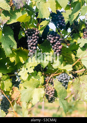 Pinot Gris Trauben wachsen in einem Weinberg Stockfoto