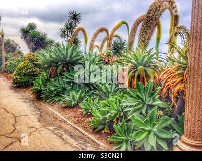 Eine Vielzahl von Sukkulenten gedeihen AUF DEM Long Ocean Boulevard mit Blick auf die kalifornische Steigung in Santa Monica, Los Angeles, Kalifornien Stockfoto