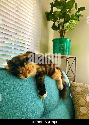 Das ist ein Lazy Yellow und Black Calico catcat Lounging Auf einem türkisfarbenen Sofa Stockfoto