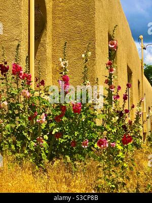 Hell gefärbte wildfowers werden mit einer goldockerfarbenen Farbe kontrastiert Adobe Gebäude in Santa Fe New Mexico USA Stockfoto