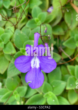 Ein einzelnes Purple nickend violett vor dem grünen Blatt Hintergrund Stockfoto