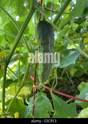 Frische, grüne, leckere Gurke wächst im Garten im Hinterhof. Tolle Hausprodukte aus dem Gemüsegarten draußen Stockfoto