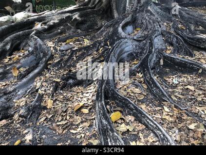 Wurzeln eines Moreton Bay Feigenbaums auch bekannt als australischer Banyan Baum. Stockfoto