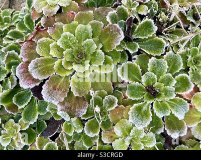 Frostige Gartenpflanzen, Winter. Stockfoto