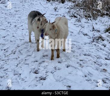 Ziegen im Schnee. Bristol Stockfoto