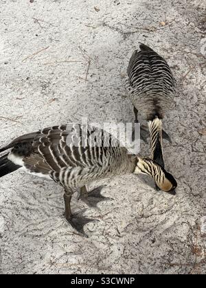 Fütterung kanadischer Gänse Stockfoto