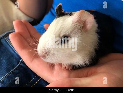 Baby schwarz und weiß American Short Hair Meerschweinchen Stockfoto