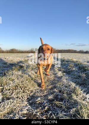 Ein fit und aktiv Rotfuchs labrador Retriever auf einem Heller und kalter frostiger Tag mit Kopierplatz Stockfoto