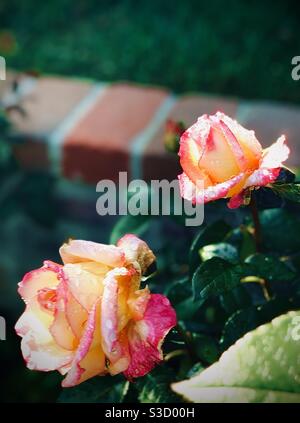 Zwei wunderschöne rosafarbene, goldfarbene Rosen - eine noch blühende und eine vollere Blüte - vor Ziegelsteineinfassungen. Stockfoto